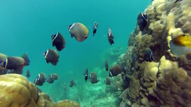 サンゴ礁の明るい生活 — ストック動画