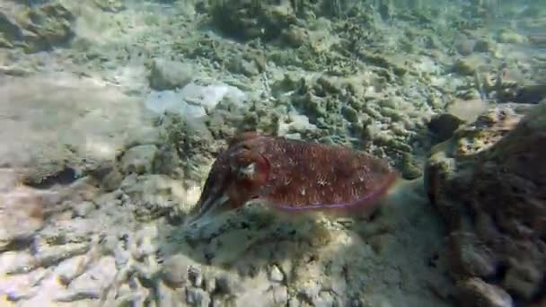 Peşte Peste Corali — Videoclip de stoc