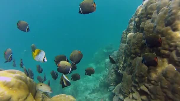 珊瑚礁的明亮生命 — 图库视频影像