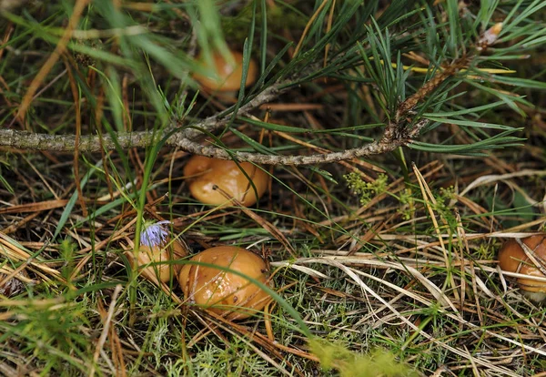 Pilze in den abgefallenen Nadeln unter einem Kiefernzweig — Stockfoto