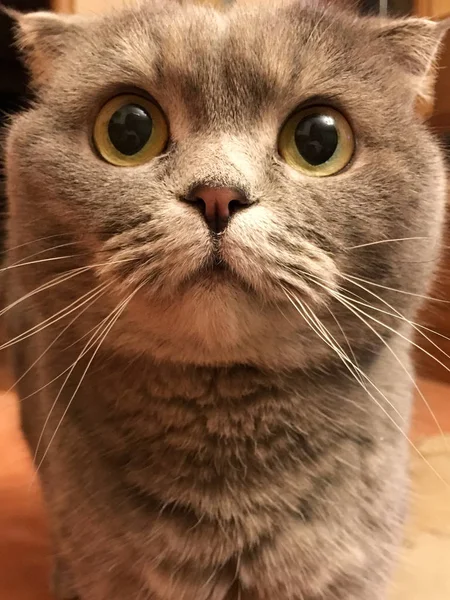 Funny scottish fold cat with big orange eyes — Stock Photo, Image