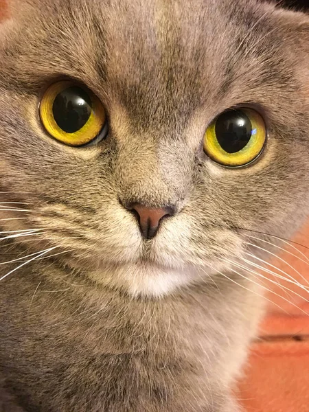 Lustiges Gesicht der schottischen Faltenkatze mit großen orangefarbenen Augen — Stockfoto