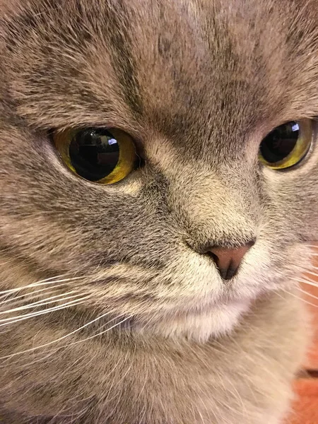 Funny face of scottish fold cat with big orange eyes — Stock Photo, Image
