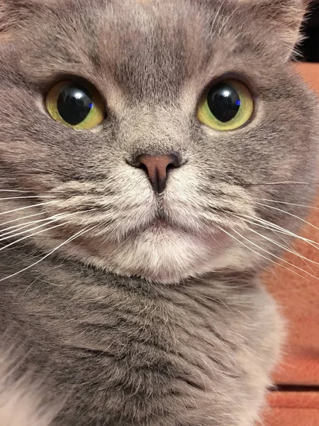 Sticker drôle de chat écossais plié avec de grands yeux orange — Photo