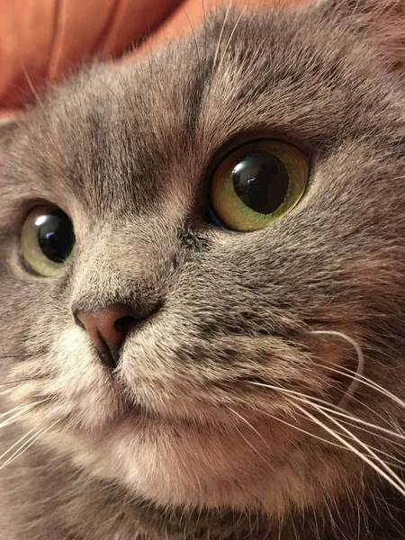 Funny sticker of scottish fold cat with big orange eyes — Stock Photo, Image