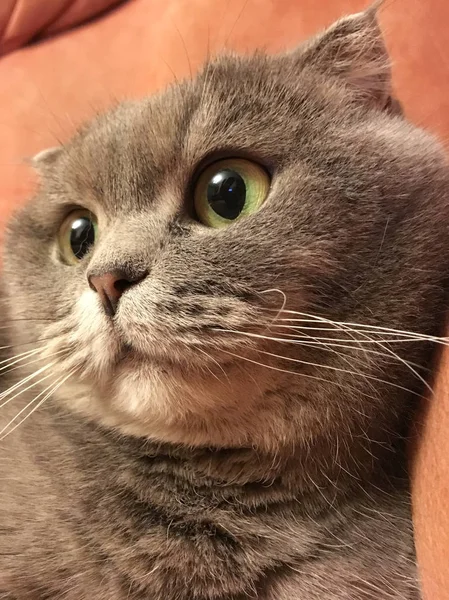 Scottish fold cat with big orange eyes. Funny sticker. — Stock Photo, Image