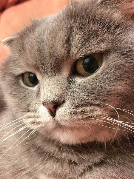 Faccia buffa di gatto scozzese piega con grandi occhi arancioni. Adesivo divertente . — Foto Stock