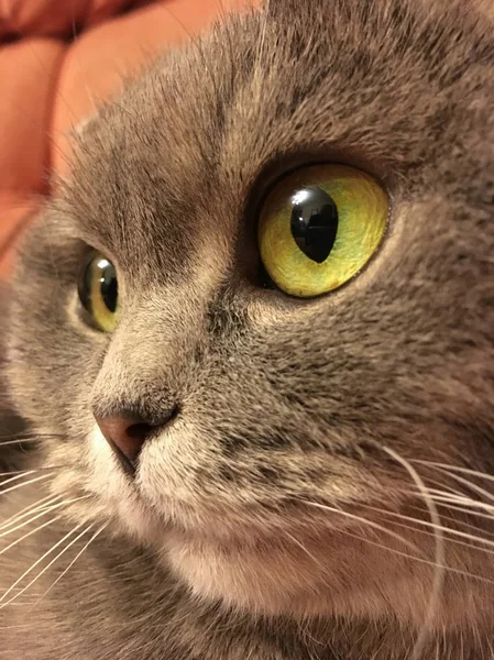 Funny face of scottish fold cat with big orange eyes. Funny sticker.