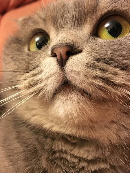 Scottish fold cat with big orange eyes. Funny sticker. Funny face. — Stock Photo, Image