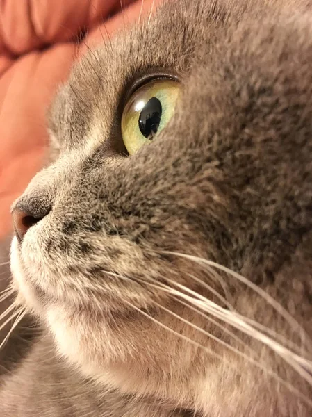 Gato de prega escocês com grandes olhos cor de laranja. Adesivo engraçado . — Fotografia de Stock