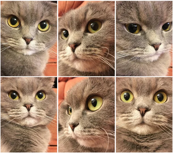 Set of funny cat face. Funny face of scottish fold cat with big orange eyes. Funny cat stickers.