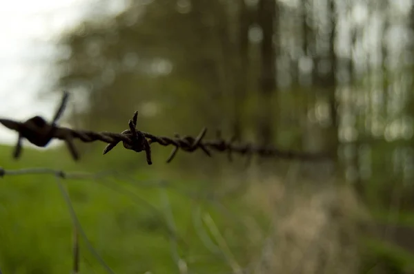 Arame farpado no campo verde — Fotografia de Stock