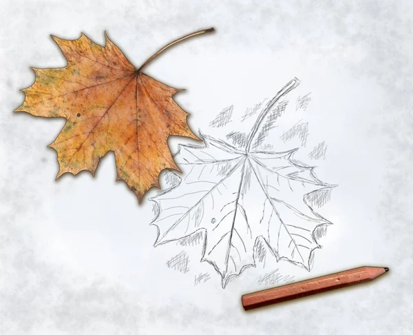 Maple leaf and pen — Stock Photo, Image