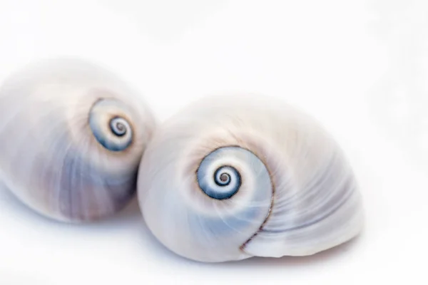 Neverita Duplicata Shark Eye Sea Snail Shell — Stockfoto