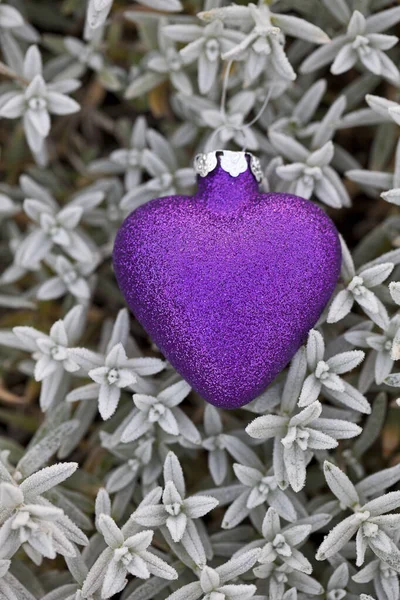 Purple Xmas Heart On Frosty Plants — 스톡 사진