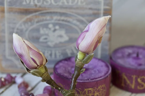 Nostalgische rosa Magnolienblüten Stillleben — Stockfoto