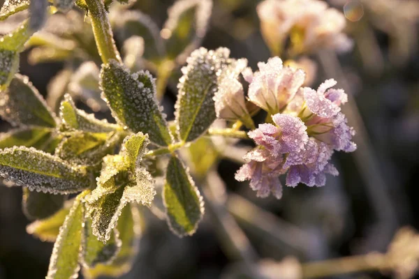 Ijzige planten op een winterdag — Stockfoto