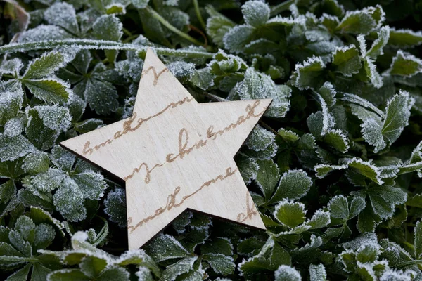 Estrela de Natal de madeira na planta congelada — Fotografia de Stock