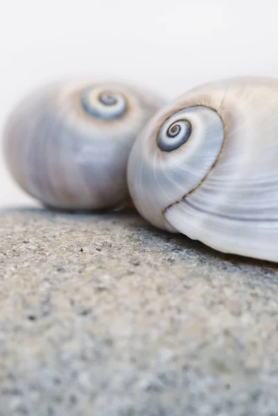 Neverita Duplicata Shell Eye Sea Snail — стоковое фото