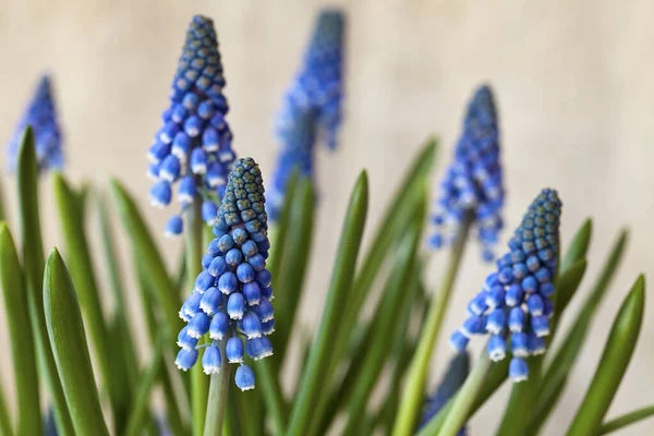 Malutki niebieski Muscari Kwiaty wiosną — Zdjęcie stockowe