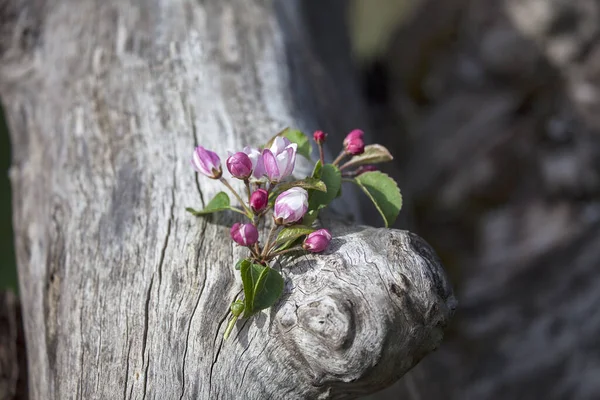Delicada flor de manzana en primavera —  Fotos de Stock