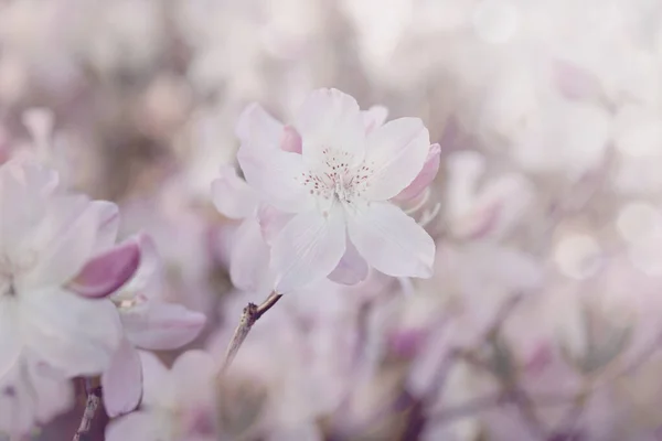 Yumuşak Pastel Pembe Azalea Çiçekleri — Stok fotoğraf