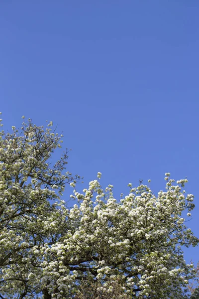 Mavi Gökteki Çiçekli Ağaç — Stok fotoğraf