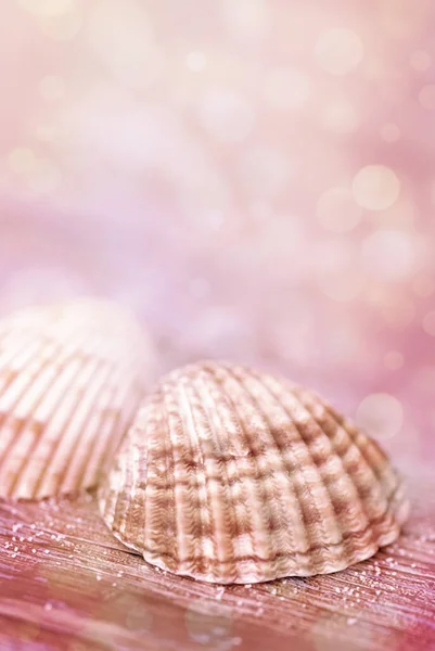 Shell close-up in roze licht — Stockfoto