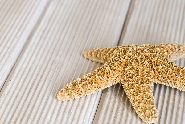 Pretty Starfish com espaço de cópia — Fotografia de Stock