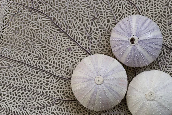 Marítimo ainda vida com Sea Urchin Shell — Fotografia de Stock