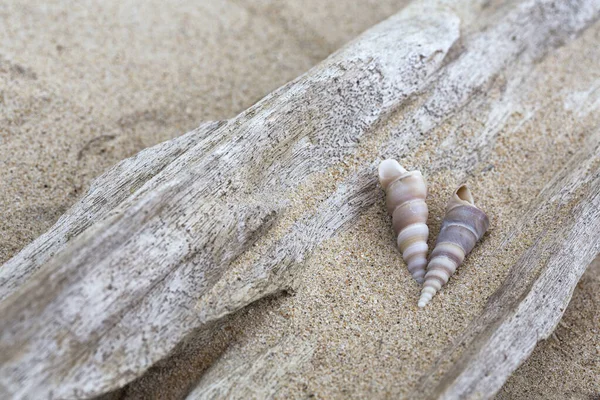 Dois Seashells com areia na madeira à deriva — Fotografia de Stock