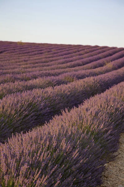 Fleurs De Lavande En Provence Sud De La France — Photo