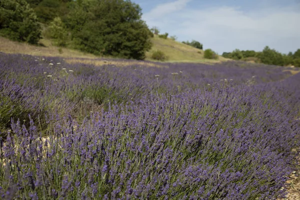 Fleurs De Lavande En Provence Sud De La France — Photo