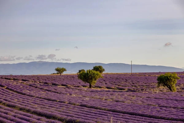 Champs de lavande en Provence Sud de la France — Photo