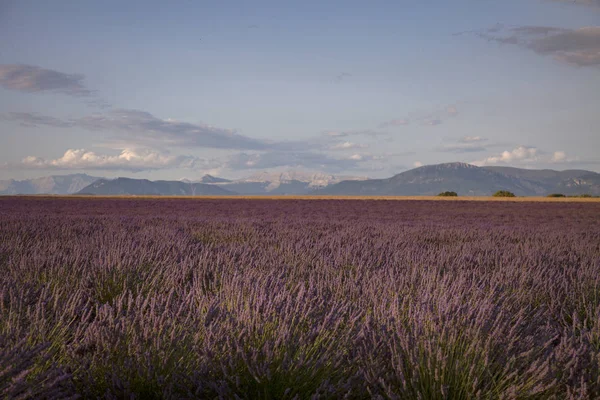 Flores de lavanda na Provença Sul da França — Fotografia de Stock