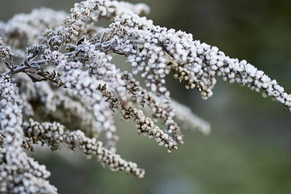 Plantes givrées par une journée froide d'automne — Photo