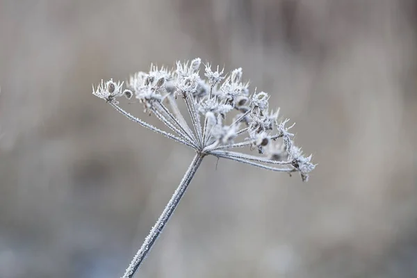 Zarte gefrostete Pflanzen an einem kalten Wintertag — Stockfoto