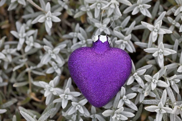 Corazón de Navidad púrpura en plantas heladas — Foto de Stock
