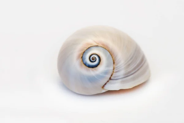 Neverita Duplicata Shell Eye Sea Snail — стоковое фото