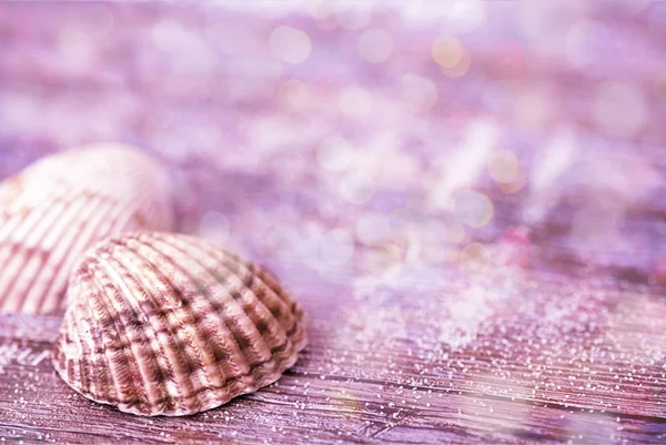 Shell Close Up In Pink Light — Stock Photo, Image