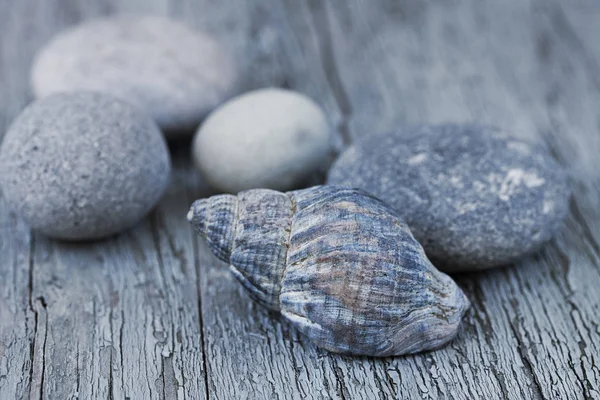 Natureza morta com conchas e seixos — Fotografia de Stock