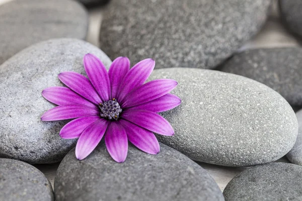 Pink Daisy On Smooth Grey Pebble — Stock Photo, Image