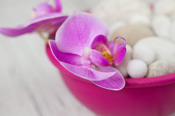 Pembe Orkide Çiçeği Durgun Hayat — Stok fotoğraf
