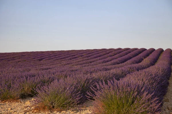 Fleurs De Lavande En Provence Sud De La France — Photo