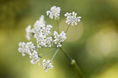 Hassas Beyaz Maydanoz. Yakın plan.
