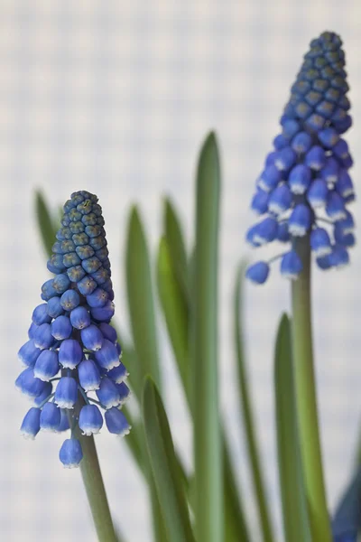 Winzige blaue Muscari-Blüten im Frühling — Stockfoto