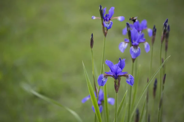 Sininen iiris vihreän nurmen toisella puolella — kuvapankkivalokuva