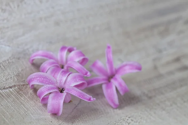 Pink Hyacinth Flower Close Up — 스톡 사진