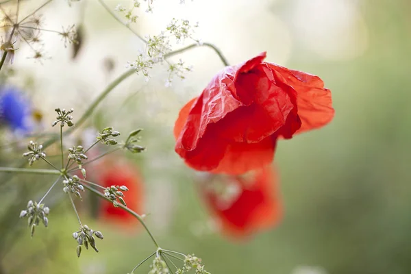 Poppy bloemen in zacht licht — Stockfoto