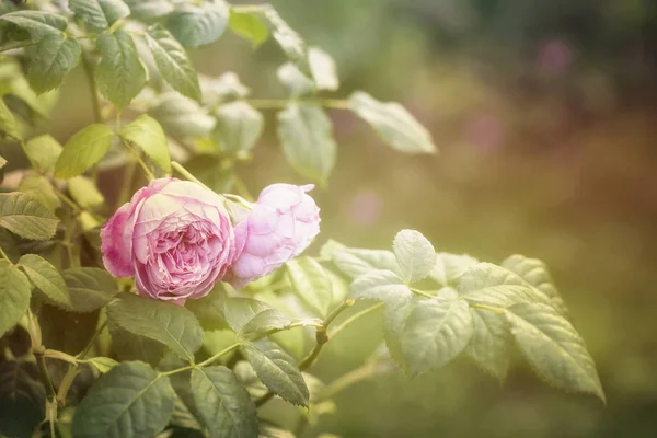 Inglés Rose In Garden With Sunlight —  Fotos de Stock
